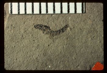 Media type: image;   Entomology PALE-1576 Aspect: full